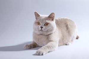 Фото лиловых британцев: взрослые лиловые британские коты и кошки     